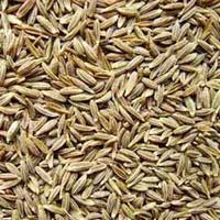 Cummin Seeds